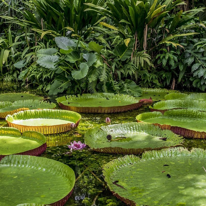 Riesige Seerosenblätter auf einem Fluss im Amazonas