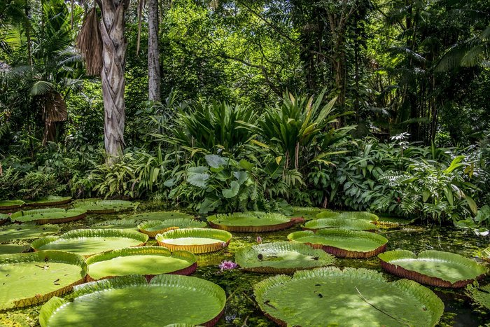 Riesige Seerosenblätter auf einem Fluss im Amazonas