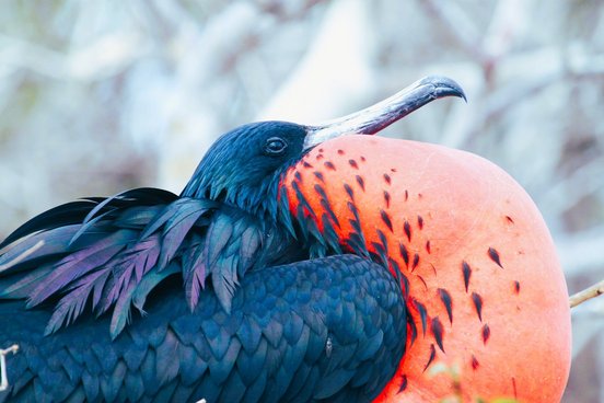 Fregattvogel mit aufgeplusterten rotem Kehlsack