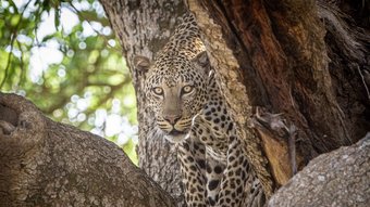 Uganda Leopard Leopard auf einem Baum schaut hinter einem Ast hervor
