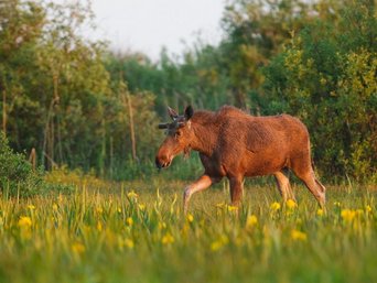 Ein Elch läuft über eine Blumenwiese