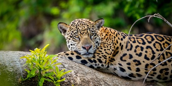 Jaguar auf einem Ast im Pantanal