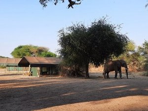 Am Rande des Safari Camps erscheint ein Elefant.