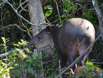 Tapir im Corcovado Nationalpark Ein Tapir im Corcovado Nationalpark