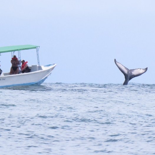Zwei Boote mit Menschen beobachten einen Wal
