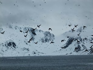 Viele Krabbentaucher fliegen vor einem Felsen