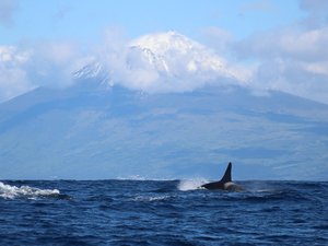 Wal vor der Kulisse des Picos auf den Azoren
