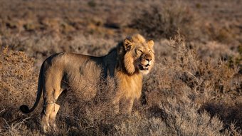 Löwenmännchen im Sonnenuntergang