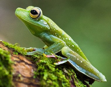 Grüner Laubfrosch auf einem Blatt in Costa Rica