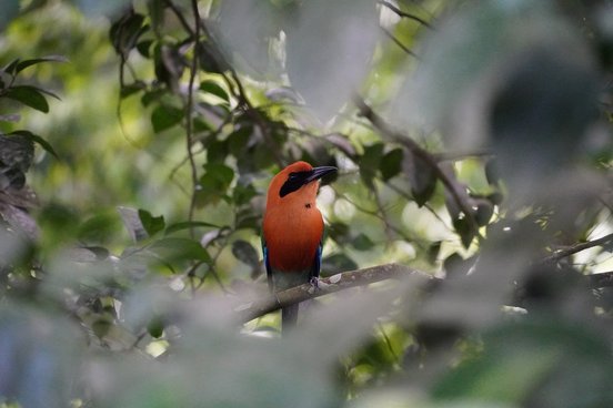 Zimtbrustmotmot in dichtem Gestrüpp, orange-brauner Vogel mit schwarzem Augenstreifen