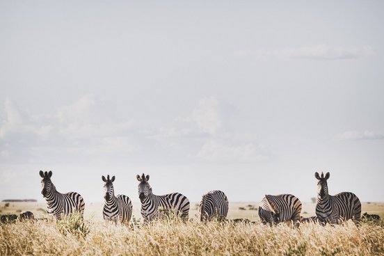 Zebras im hohen Gras