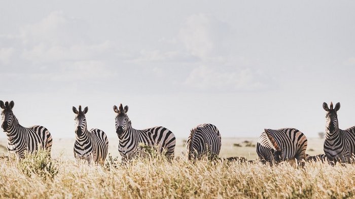 Zebras im hohen Gras