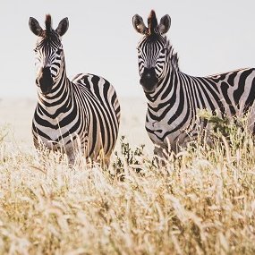 Zebras im hohen Gras