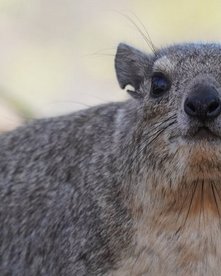 Tansania Klippschliefer Klippschliefer auf einem Stein