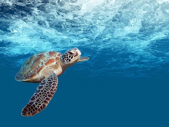 Eine Meeresschildkröte in Belize.