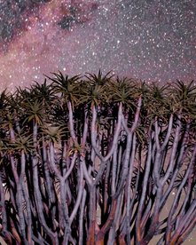 Köcherbaum unter Sternenhimmel in Namibia