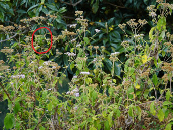 Auflösung des Suchbildes