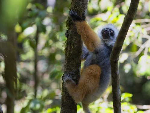 Diademsifaka an einem Ast in Madagaskar 