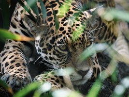 Jaguar liegt auf einem Ast, fotografiert doch ein paar Blätter