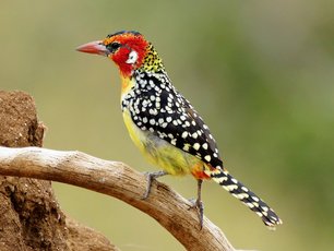 Bunter Vogel auf einem Ast