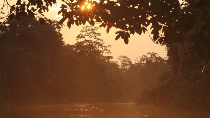 Abendlicht im Regenwald mit Fluss