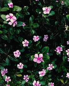 Madagaskar Immergrün mit pinken Blüten