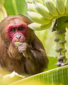Ein Affe in Nahaufnahme isst von einer Bananenstaude