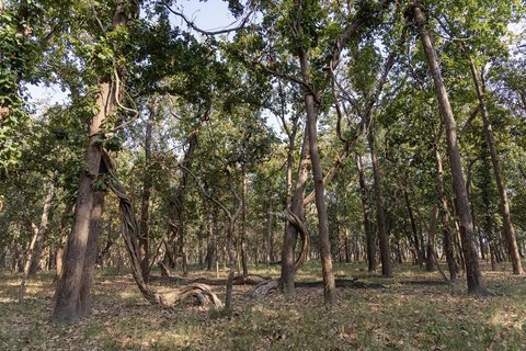 Ein Salwald mit Würgefeigen