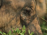 Nahaufnahme des Auges eines Sri Lanka Elefanten