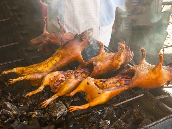 Meerschweinchen auf dem Grill