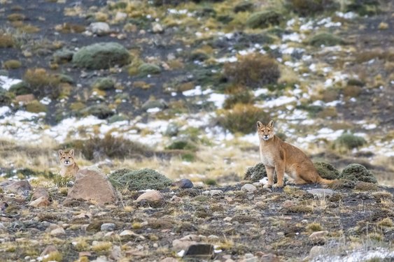 Zwei gut getarnte Pumas in der Landschaft
