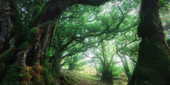 grüner Nebelwald Madeira