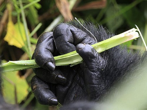Nahaufnahme einer Gorilla Faust im Bwindi Nationalpark.