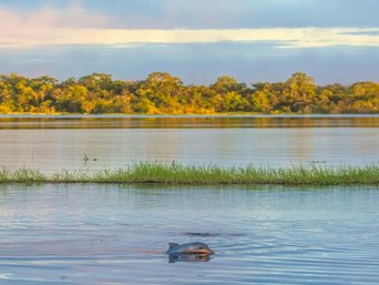 Flussdelfin bei Sonnenuntergang