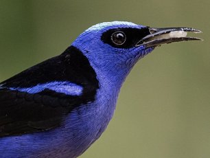 Ein Türkisnaschvogel nascht an einer Banane