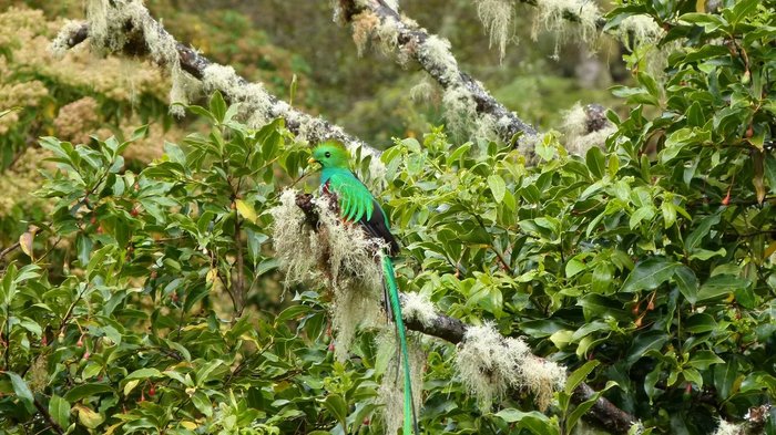 Quetzalmännchen auf einem Ast