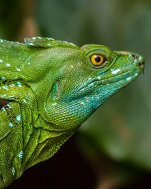 Costa Rica Stirnlappenbasilisk Jesus Christ Lizard Nahaufnahme