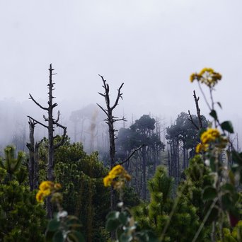 Mystische Stimmung an einem Wald am Vulkan Acatenango
