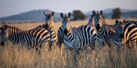 Gruppe von Zabras bei Sonnenuntergang