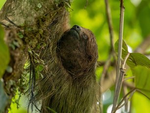 Faultier in einem Baum