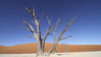 Abgestorbener Baum in der roten Wüste Namibias