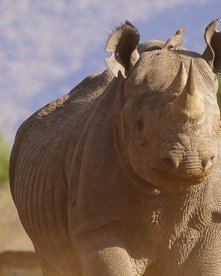 Tansania Nashorn Nashorn von vorne