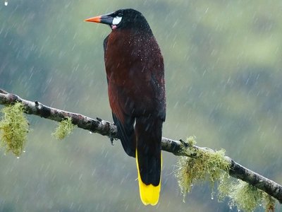 Ein Oropendula, ein dunkelbrauner Vogel mit gelben Schwanz sitzt auf einem Ast im Regen