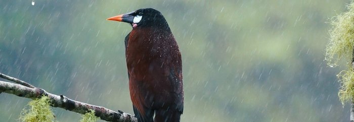 Ein Oropendula, ein dunkelbrauner Vogel mit gelben Schwanz sitzt auf einem Ast im Regen