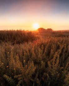 Blumenwiese im Sonnenuntergang Madeiras