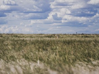 Makgadikgadi-Pans Nationalpark Spiessbock
