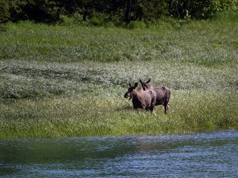 Zwei Elche stehen auf einer Wiese am Gewaesserrand