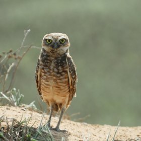 Eine kleine Eule steht auf einem braunen Untergrund
