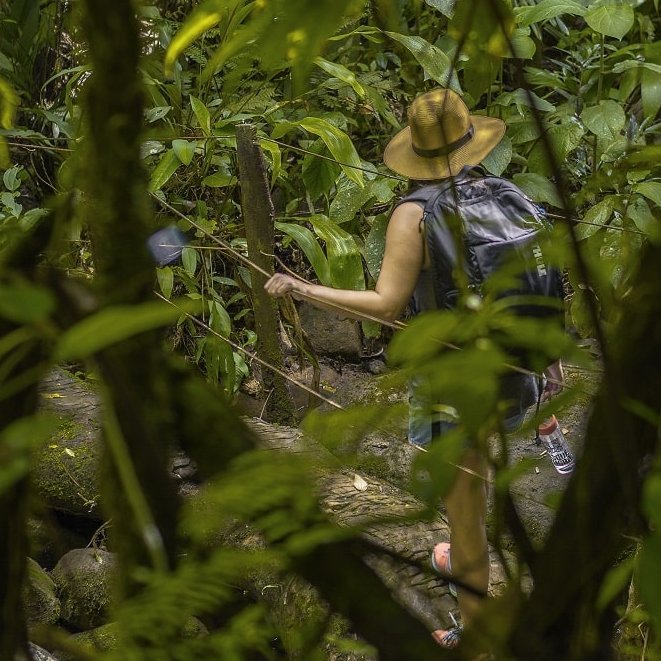 Ein Mensch auf dem Wanderweg Senderos inmitten des Regenwalds um La Tigra.