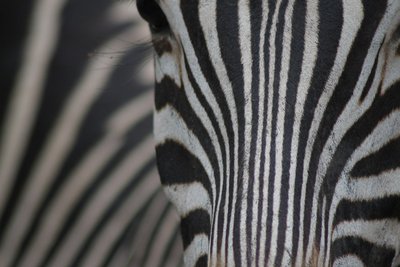 Nahaufnahme eines Zebras in Botswana